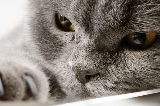 Closeup photo of a quiet British cat. White  background