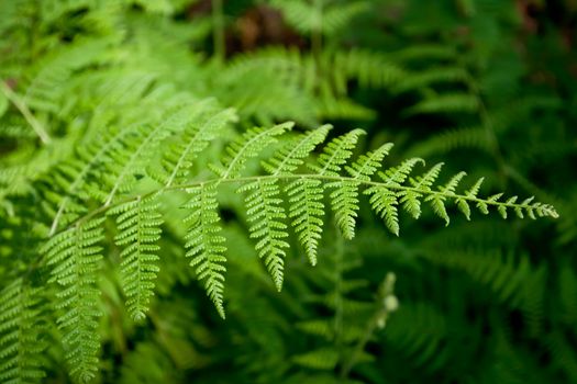 Green lush ferns growing in forest in wild