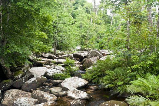 Stream in a heart of rain forest, Thailand.