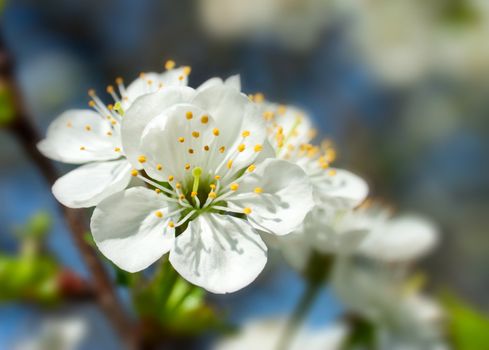 Cherry blossom