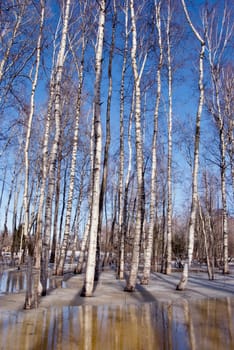 Melting snow ice in spring birch forest. Birch trunks black and white blue sky.