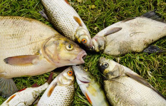 White fish catch on grass. Bream roach perch.