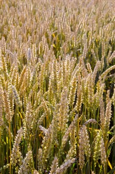 Backdrop of ripe wheat field closeup agricultural background.