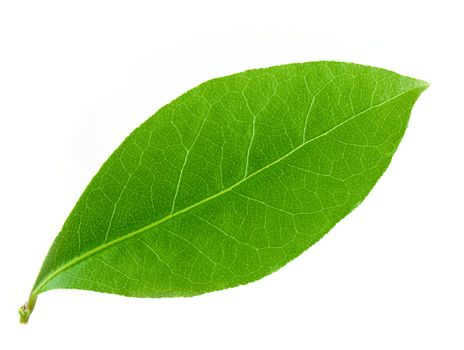 Laurel leaf isolated on white background