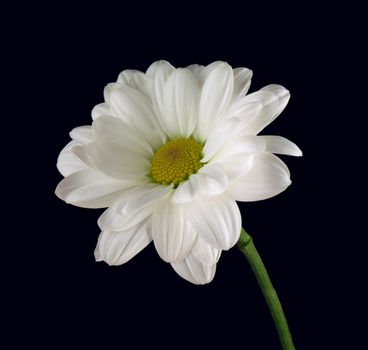 Camomile isolated on black background