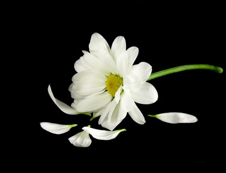 Camomile isolated on black background