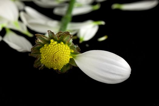 Camomile isolated on black background