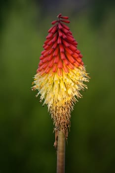 Exotic flower Kniphofia uvaria or poker plant