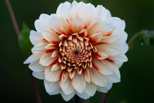 White Dahlia in a garden on green background