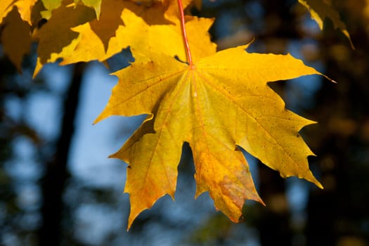 yellow maple leaves with blurred background