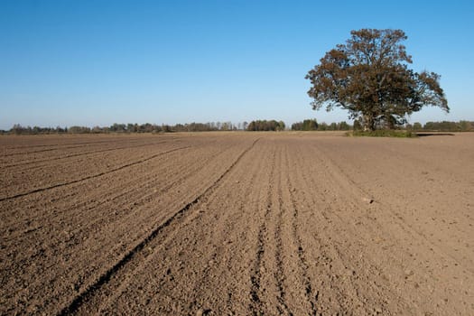 freshly plowed field and a lone tree in the countryside