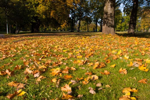 yellow leaves on green grass in the park