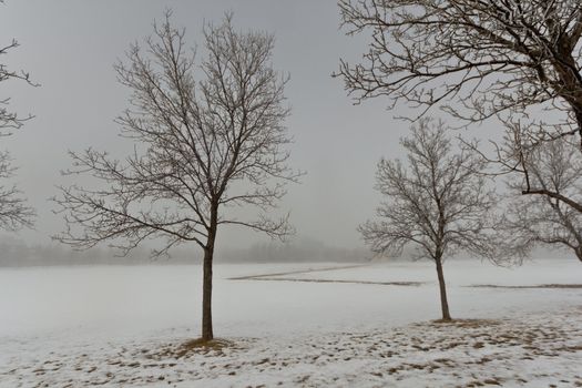 Trees standing in a snow covered park on a cold foggy winter day in Regina, Canada