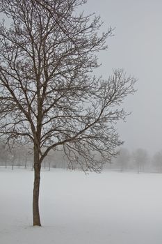 A tree standing in a snow covered park on a cold foggy winter day in Regina, Canada