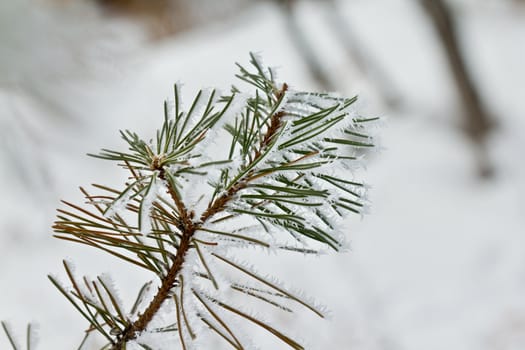 Snow covered pine tree leaves with ice crystal forming due to the cold weather