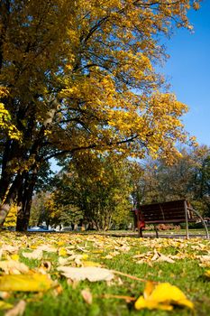 yellow leaves on grass in the park