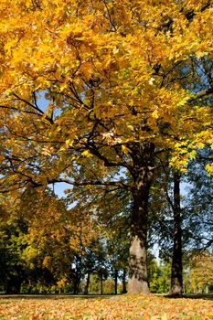 yellow leaves on tree in the park