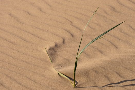 Lonely grass stem in a beach sand