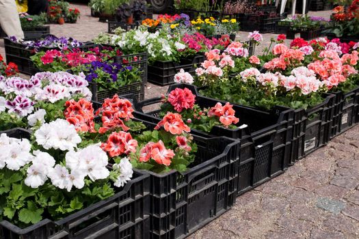 Spring flowers in boxes at an outdoor flower market