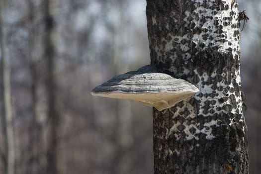 tree fungus on diseased trees up close.
