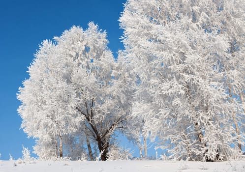 trees in frost against a blue sky