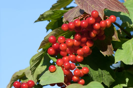 Red berries viburnum against the blue sky