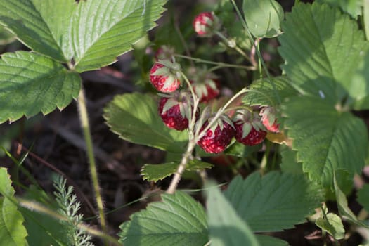 Cluster of a ripe wood strawberry