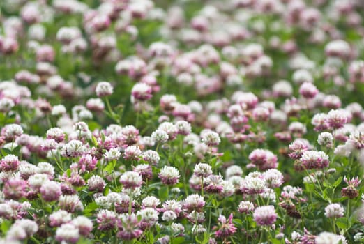 A large field of blooming clover
