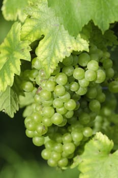 a grape closeup