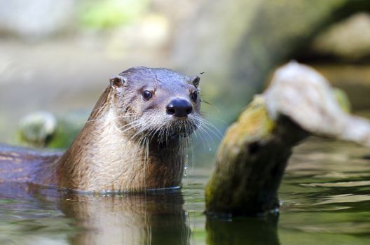 an otter in a zoo