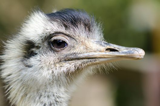 an emu closeup