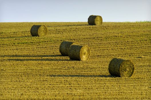 straw ball in harvested field