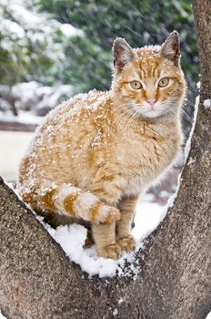 Cute homeless cat sitting on a tree in the snow