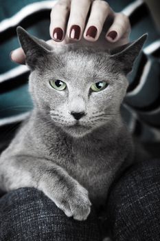 Wild dangerous cat sitting on the human knees and hand stroking