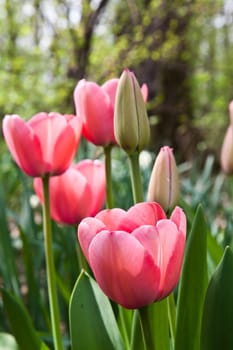 Selection of tulips filled by the sun. All flowers have turned heads to light