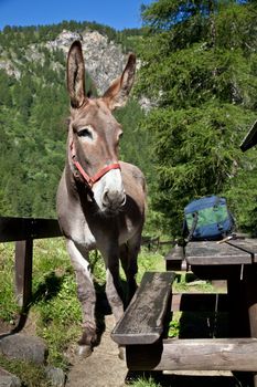 Free donkey on Italian Alps, looking to the camera
