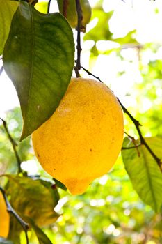 Lemon on the tree in Costiera Amalfitana, tipical Italian location for this fruit