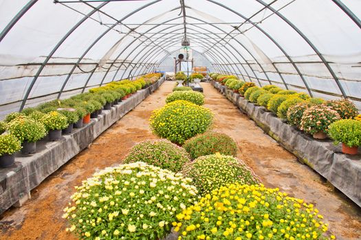 Greenhouse interior during autumn season, Piedmont, italy