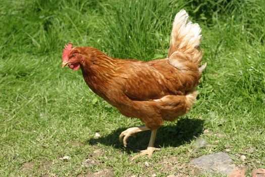 Group of hens with rooster on the farm yard