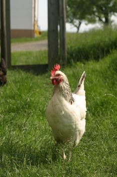 Group of hens with rooster on the farm yard