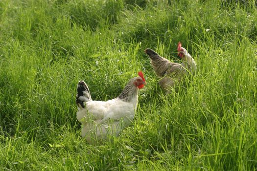 Group of hens with rooster on the farm yard