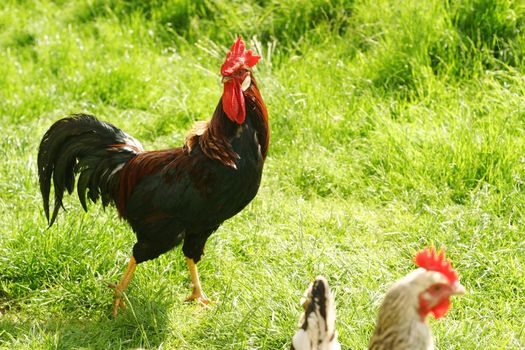 Group of hens with rooster on the farm yard