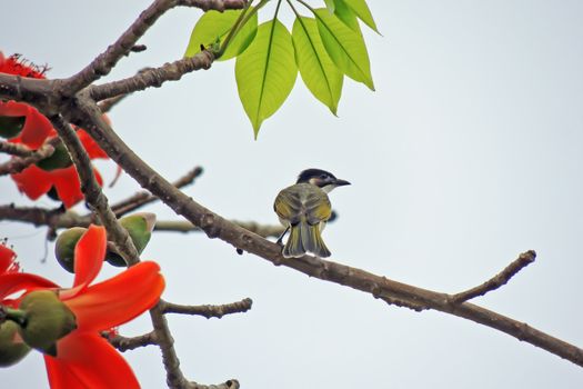 Kapok flower is the  bird's favorite food ,His scientific name is  Bomhax seiba