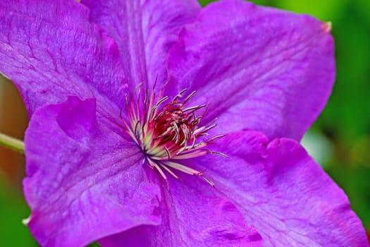Flower of clematis with some foliage isolated on white