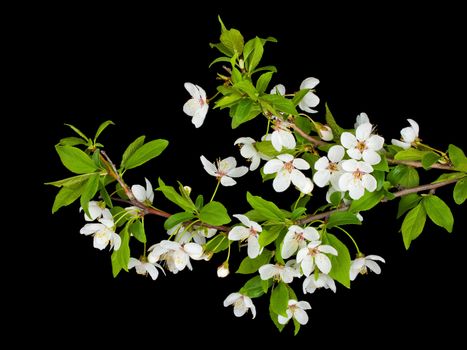 close-up blooming branches of plum tree, isolated on black