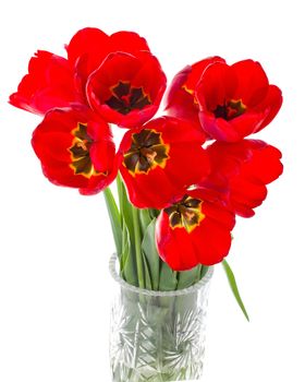 close-up red tulips bouquet in vase, isolated on white