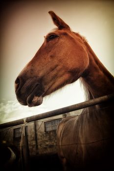 Beautiful Italian mare in pen - the region of Basilicata, Italy.