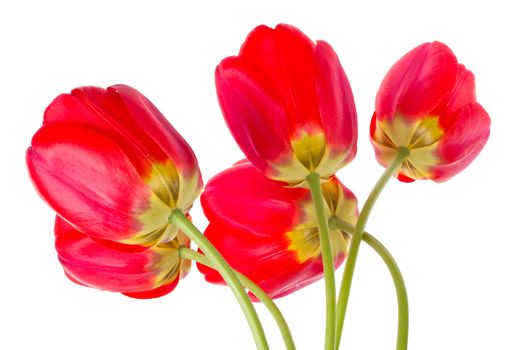 close-up red tulips bouquet, isolated on white