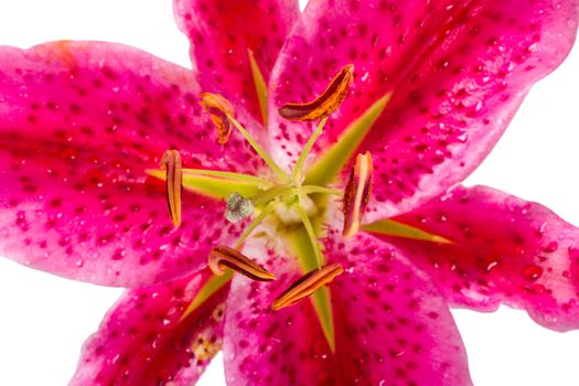 close-up pink lily, isolated on white