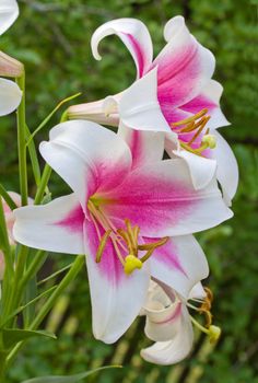 pink-white lily on green background
